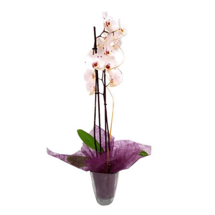 UN. ORQUIDEA 2V DECO DIA MADRES