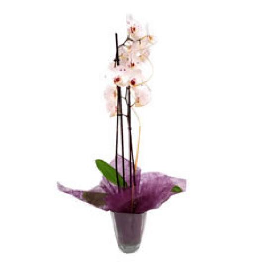 UN. ORQUIDEA 2V DECO DIA MADRES