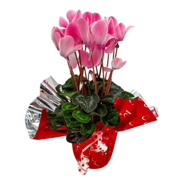 UN. ARREGLO 3 PLANTAS (SAN VALENTIN)