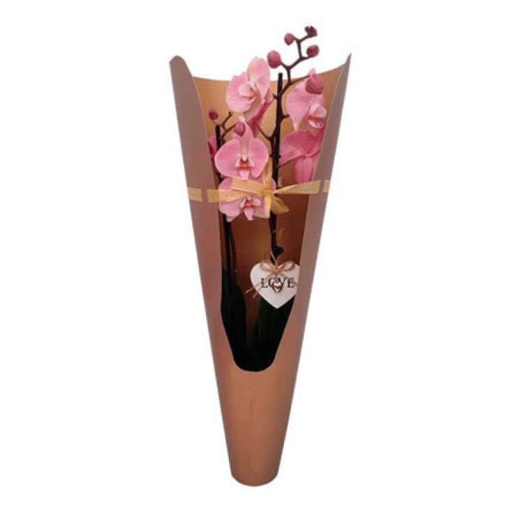 UN. CALLA M17 DIA DE LAS MADRES